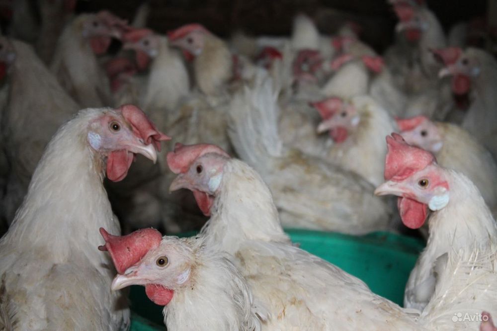 Кури несучки Ломан Вайт