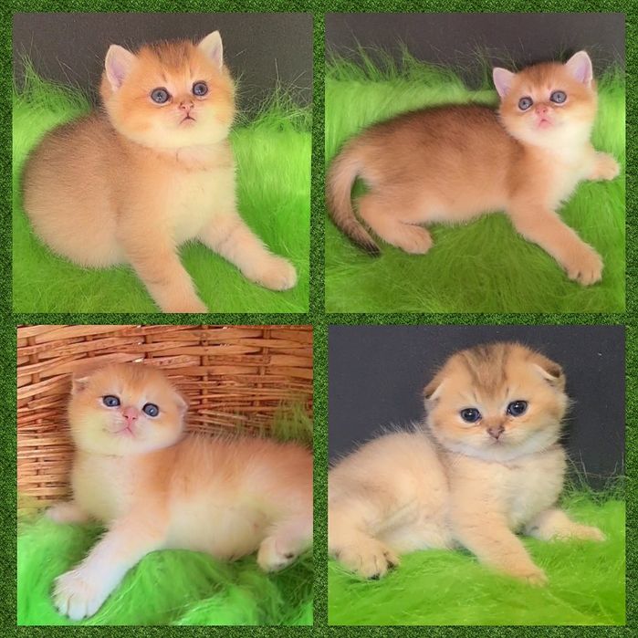 Шикарные малыши золотая шиншилла