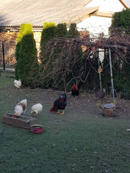 Sprzedam koguty roczne