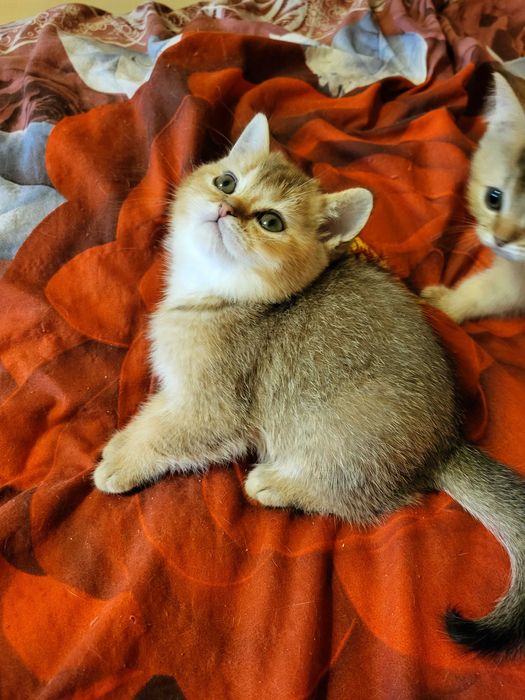 Гарна дівчинка золота шиншилла.