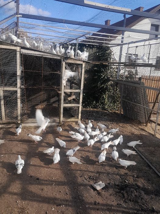 Wydam mały locie 74 szt .