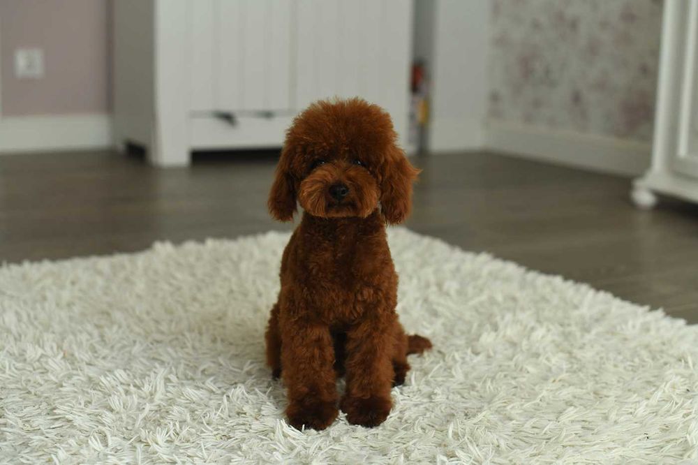 Pudel toy red brown- mini reprroduktor krycie