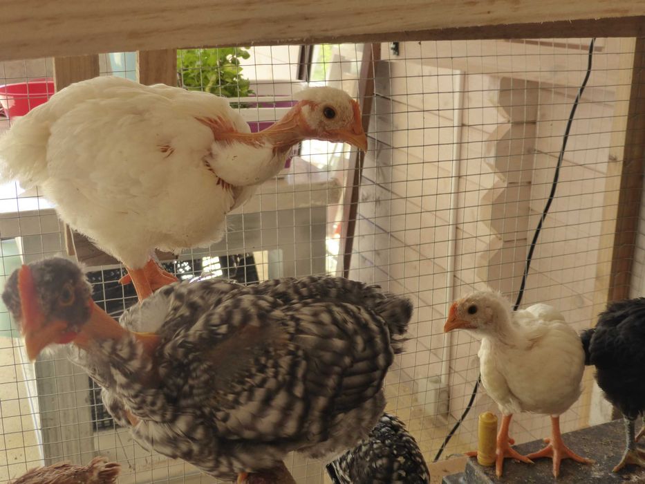 Pintos Pedrês, Preta, Amarela e Branca, raças autóctones, BIO