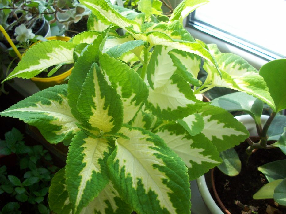 Колеус Неприхотливый влаголюбивый 9 сортов Вышлю срезыЧеренки укореню.