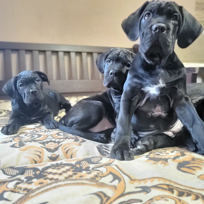 Цуценята Кане Корсо