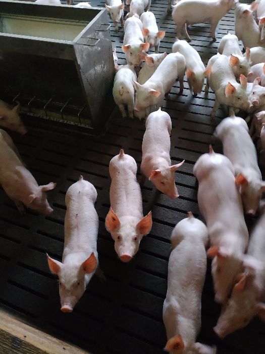 Продам мясистых поросят
