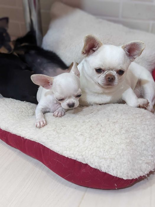 Мальчик  чихуахуа приглашает девушек.Имеет шикарное потомство!