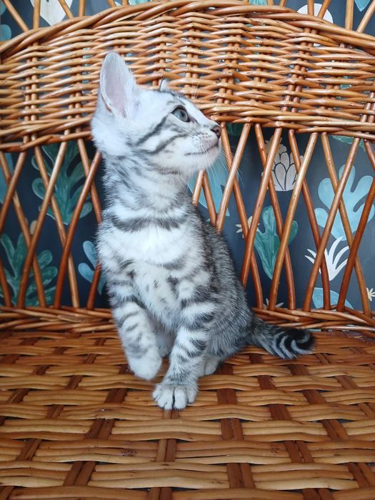 Бенгальский котенок серебро