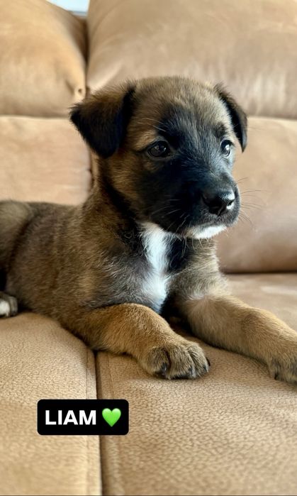 Cãozinho bebé para adoção responsável