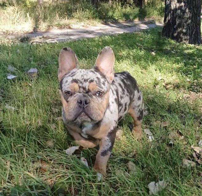 Дівчинка голубо підпала чери тан мерле