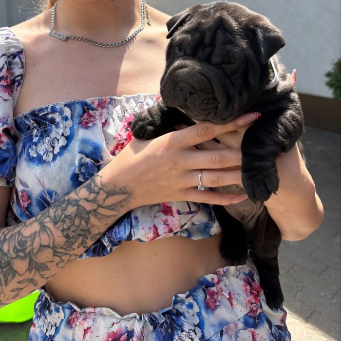 Shar Pei szczeniak
