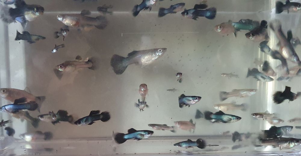 Gupik Endlera Panda wysyłka