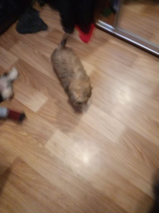 Продаются щенки шитцу чистокровные и есть помесы шитцу и пекинеса