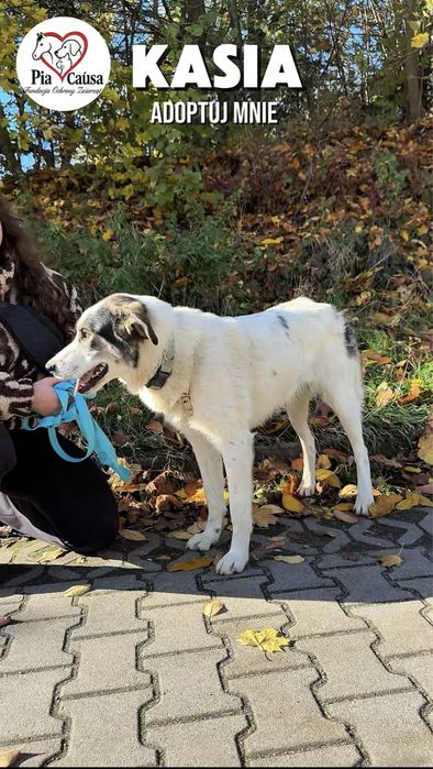 Kasia to pełna ciepła i miłości sunia, która czeka na dom