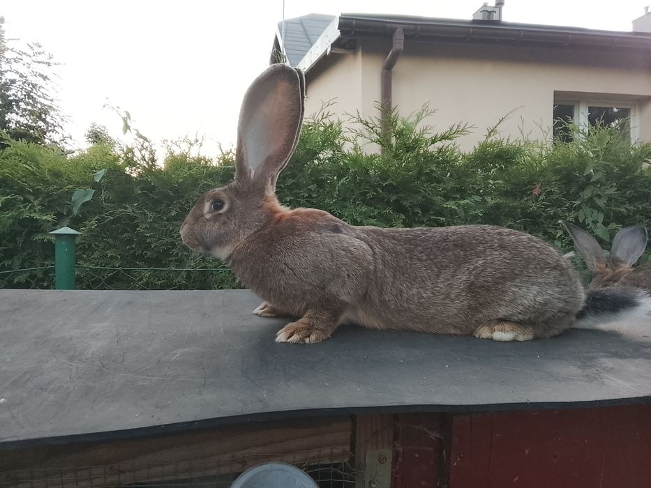 Olbrzym belgijski samica