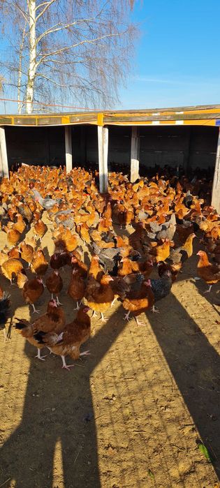 Kury Nioski z pierwszym jajkiem. 25tyg Rosa Leghorn Sonia.TRANSPORT