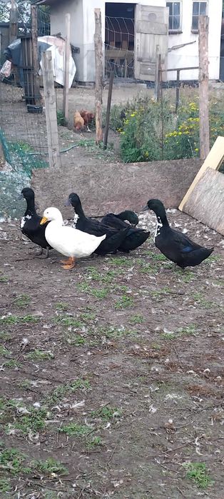 Sprzedam gęsi kubańskie