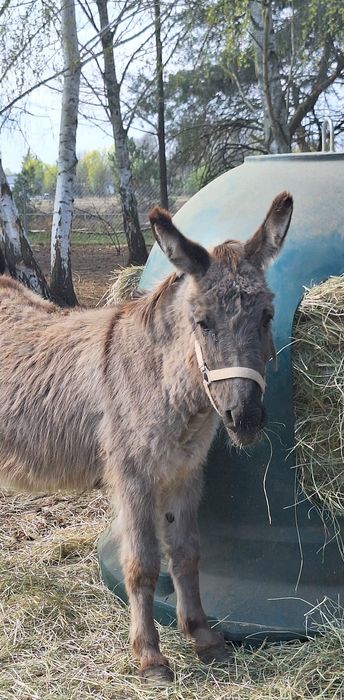 Osiołek do adopcji