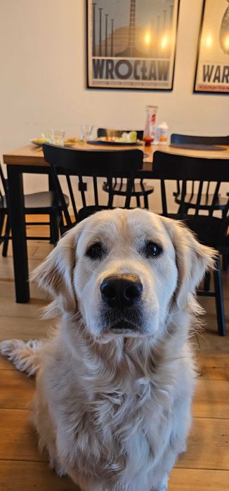 Golden retriver szuka domu