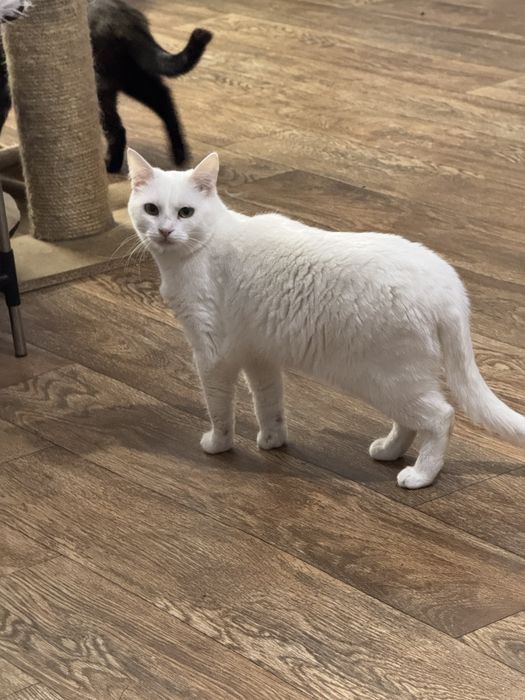 Котейки в дар хорошим людям