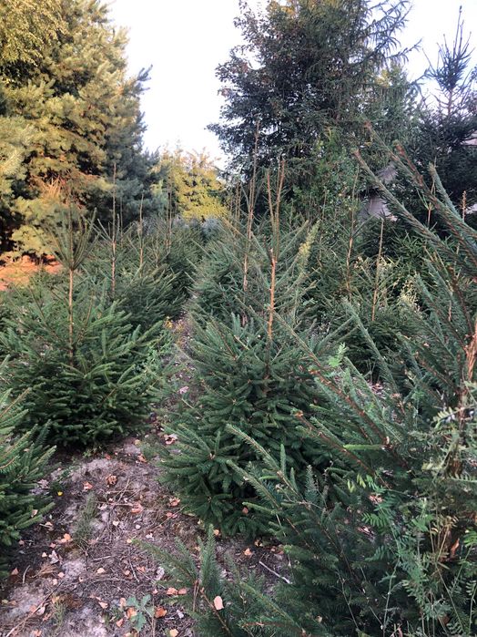 Świerk pospolity na choinki z gruntu - 180 cm