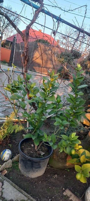 Лимони з плодами