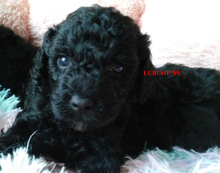 LUBUSIE*PL - piesek pudel miniaturowy, badania genetyczne.