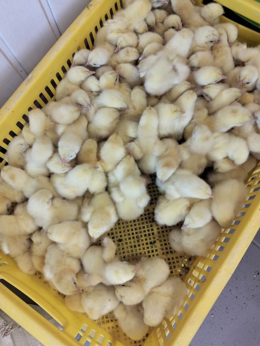Тижневі бройлери в наявності,доставка БЕЗКОШТОВНА по Волинській обл