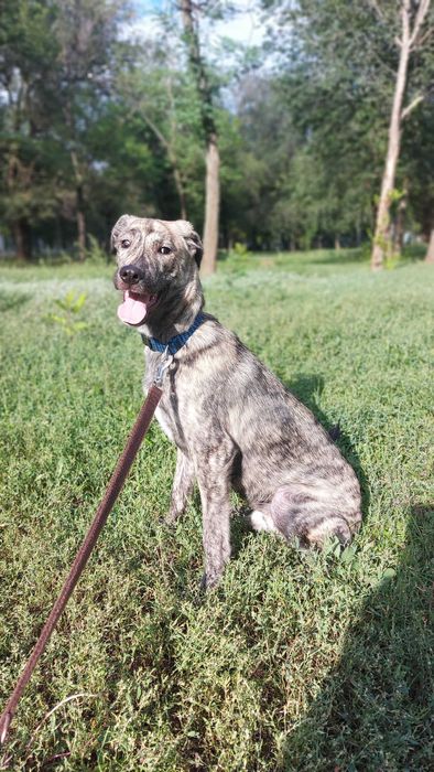 Віддам собаку безкоштовно