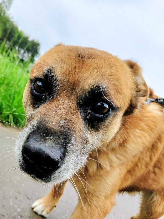 Mnóstwo klasy, dużo miłości i przytulania, to wszystko u Ananasa emocjonalnego tarana- pies do adopcji