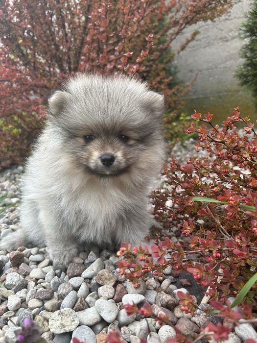 Szpic Miniaturowy Pomeranian*Sunia*