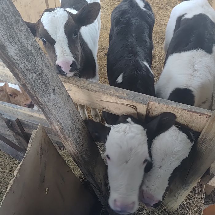 Sprzedam byczki  do dalszej hodowli