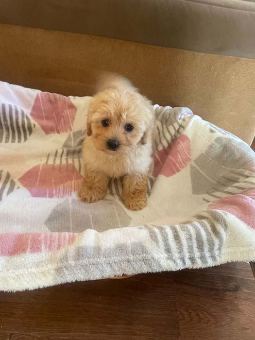 Pudel miniaturowy & maltańczyk & Maltipoo
