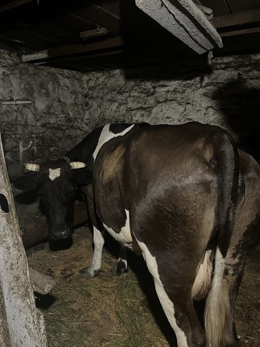 Продається молода добра корова 5 років