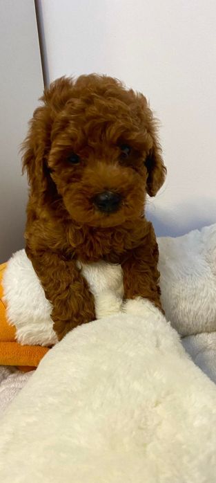 Pudel miniaturowy - piesek