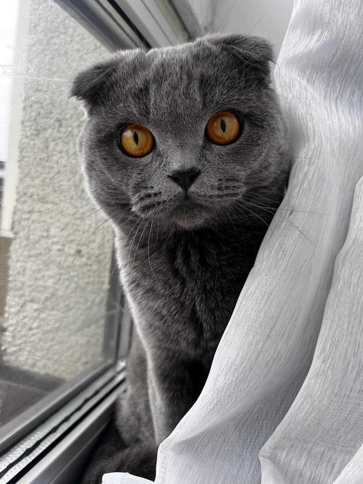 Досвідчений шотландський кіт шукає наречену