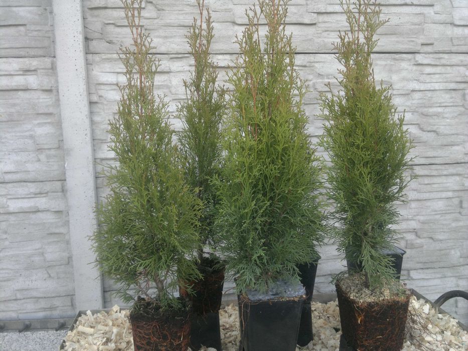 Tuja Szmaragd Doniczka 6 sztuk  thuja smaragd