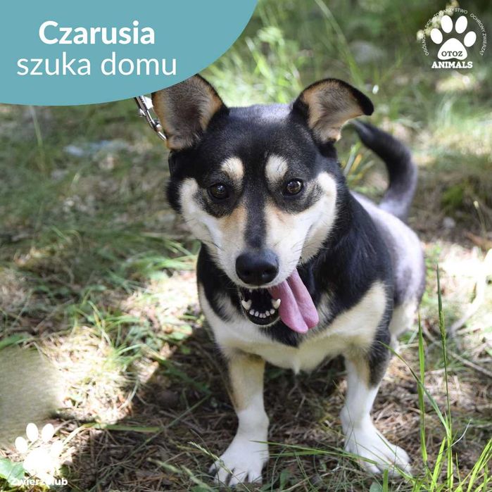 Cudowna Czarusia szuka domu!