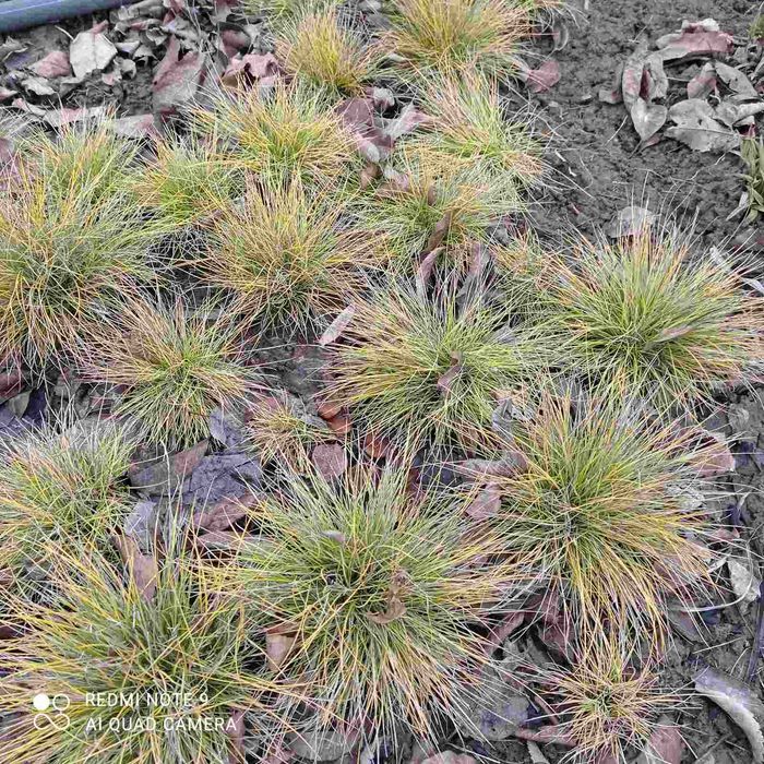 Вівсяниця сиза та жовта