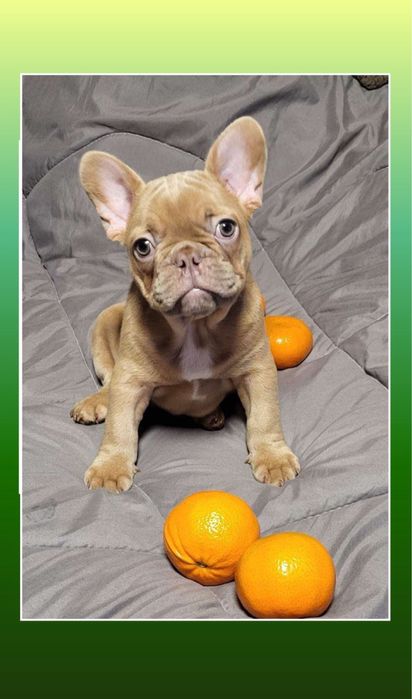 Красота для вас! Щеночек французик!