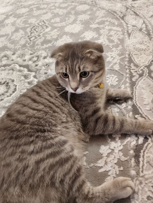 Котик весловухий хлопчик