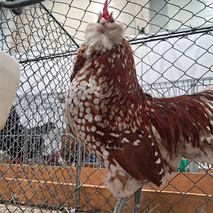 Turyngijski turyngijskie