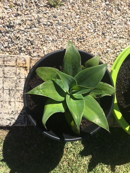 Cacto Agave - Diversos tamanhos, vaso incluído