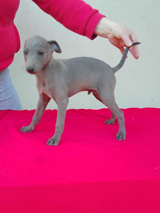Chart Angielski Whippet Piesek
