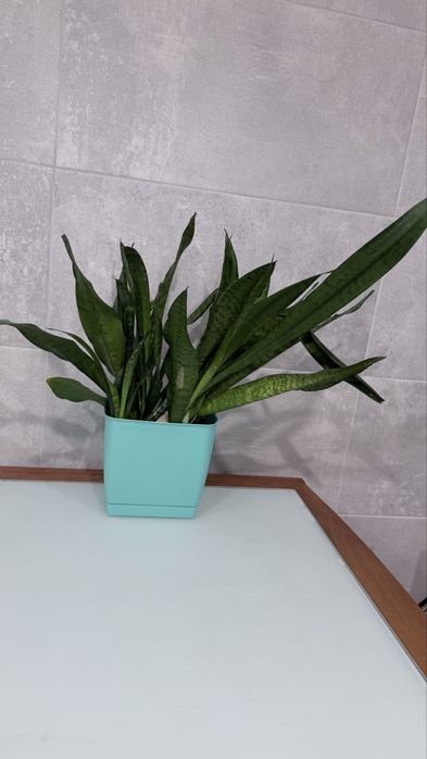 Тещин язин сансевʼєрія великий вазон