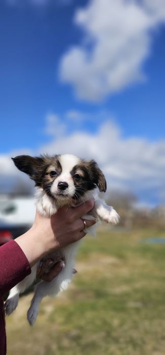Papillon piękny chłopiec