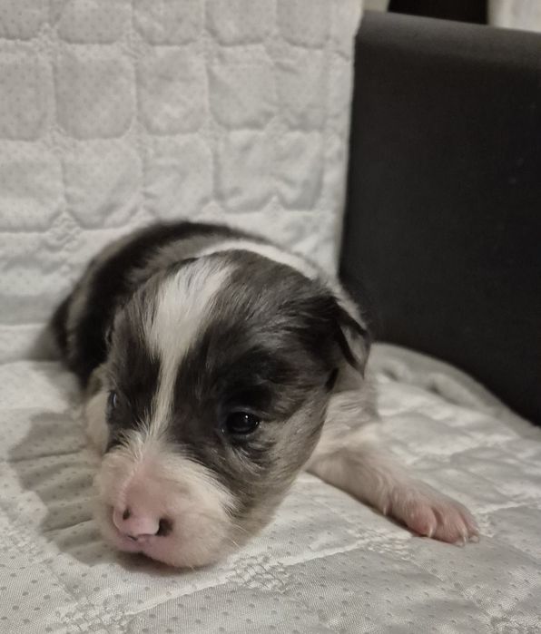 Border collie suczka blue merle