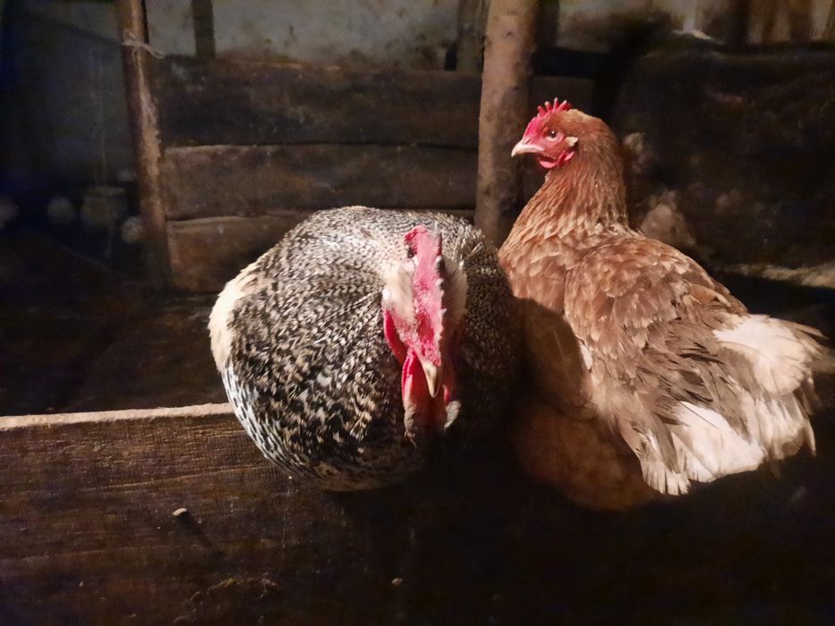 Kury nioski z jajkiem. Gorlice