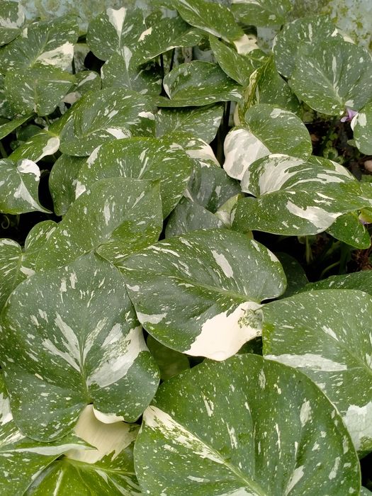 Monstera deliciosa Thai Constelation