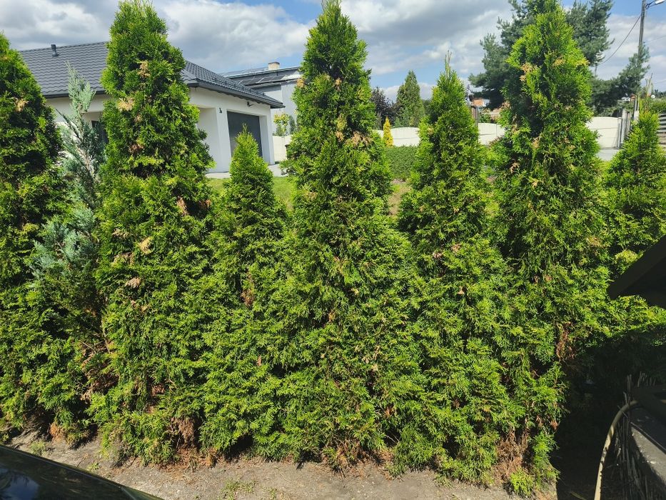 Tuje różne wymiary